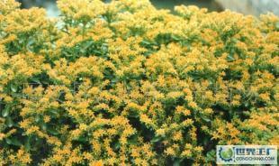 優(yōu)質(zhì)綠化花卉苗木喬木灌木景天三七_(dá)農(nóng)副產(chǎn)品_世界工廠網(wǎng)中國(guó)產(chǎn)品信息庫(kù)