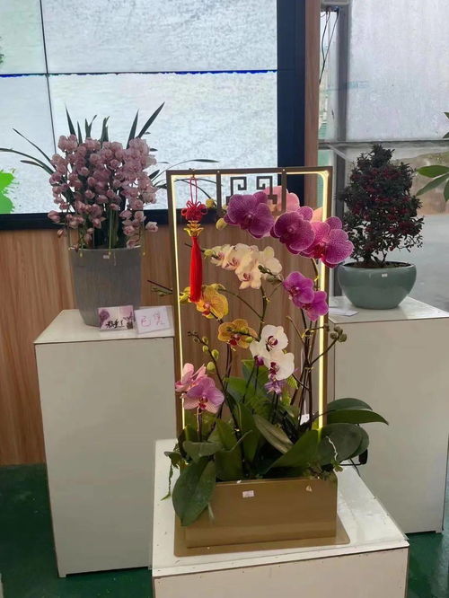 花滿(mǎn)金陵,美好生活 2022南京精品年宵花展來(lái)啦