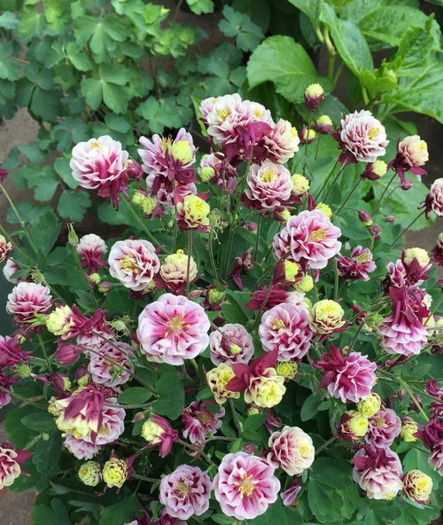 愛(ài)沾花惹草,那就試試花中精品 首案紅 ,色紅柔潤(rùn),喜慶唯美