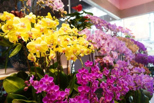 閔行這兩個花卉市場,涵蓋高端 平價產(chǎn)品,快去逛逛吧